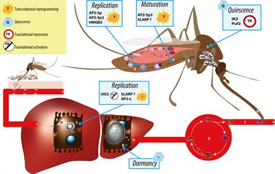 Preparing for Transmission: Gene Regulation in Plasmodium Sporozoites